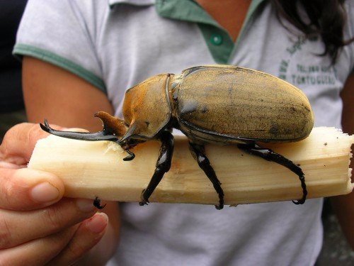 Породы жуков в Малоархангельске | ЗооТом портал о животных