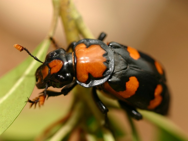 Все о жуках в Малоархангельске | ЗооТом портал о животных