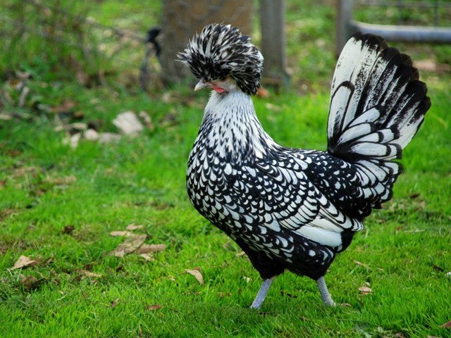 Породы куриц | ЗооТом - продажа, вязка и услуги для животных в Малоархангельске