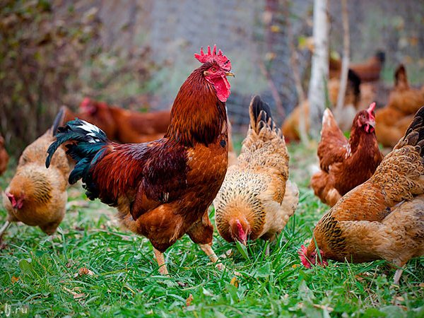 Породы куриц | ЗооТом - продажа, вязка и услуги для животных в Малоархангельске