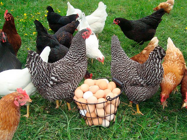 Содержание кур и уход за ними | ЗооТом - продажа, вязка и услуги для животных в Малоархангельске
