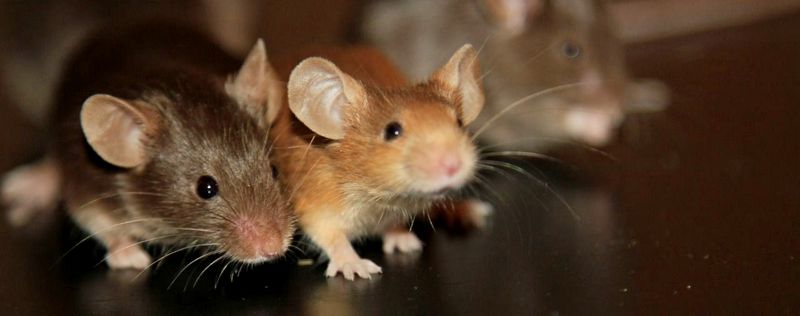 Все о мышах в Малоархангельске | ЗооТом - продажа, вязка и услуги для животных в Малоархангельске