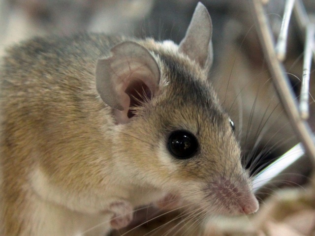 Содержание мышей и уход за ними в Малоархангельске | ЗооТом - продажа, вязка и услуги для животных в Малоархангельске