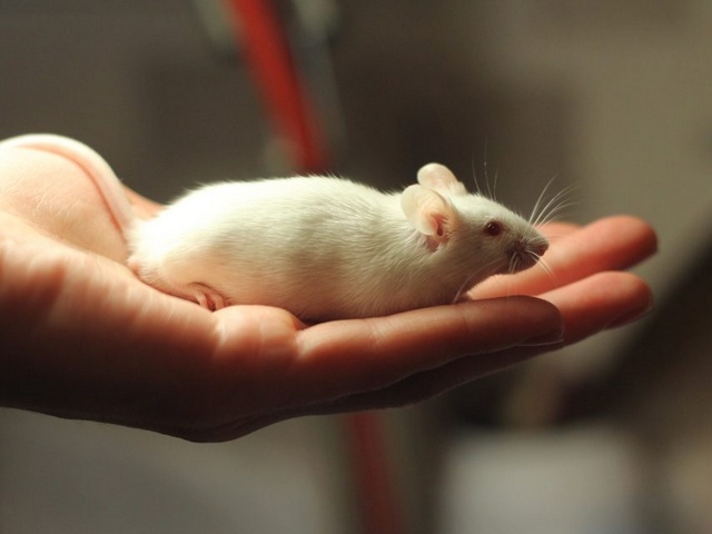 Содержание мышей и уход за ними в Малоархангельске | ЗооТом - продажа, вязка и услуги для животных в Малоархангельске