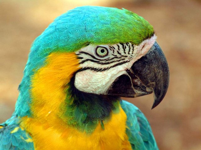 Все о попугаях в Малоархангельске | ЗооТом портал о животных