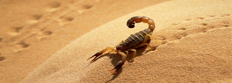 Все о скорпионах в Малоархангельске | ЗооТом портал о животных