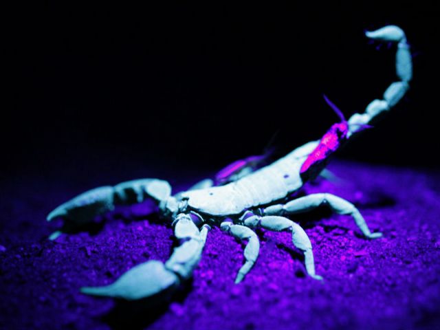Все о скорпионах в Малоархангельске | ЗооТом портал о животных