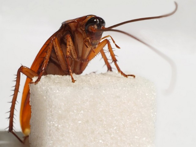 Все о тараканах в Малоархангельске | ЗооТом портал о животных