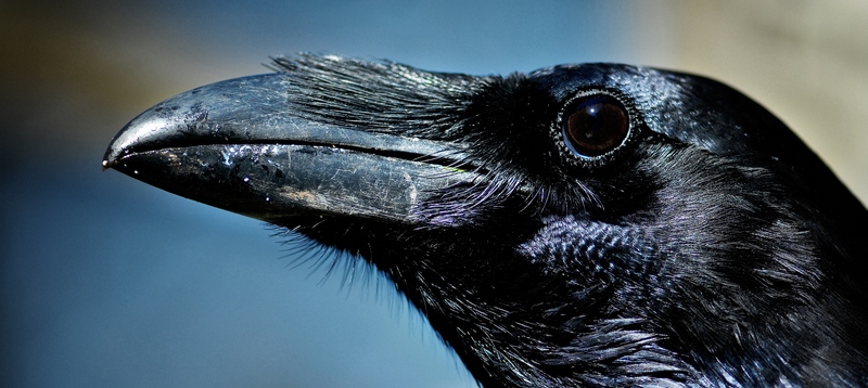 Все о воронах в Малоархангельске | ЗооТом портал о животных