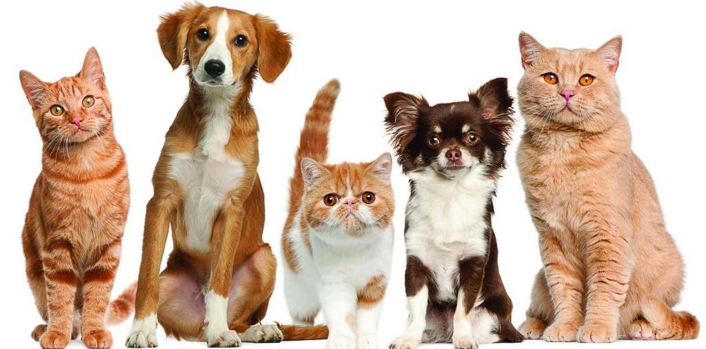 Доска объявлений о животных | ЗооТом - продажа, вязка и услуги для животных в Малоархангельске
