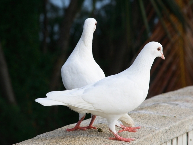 Все о голубях | ЗооТом - продажа, вязка и услуги для животных в Малоархангельске