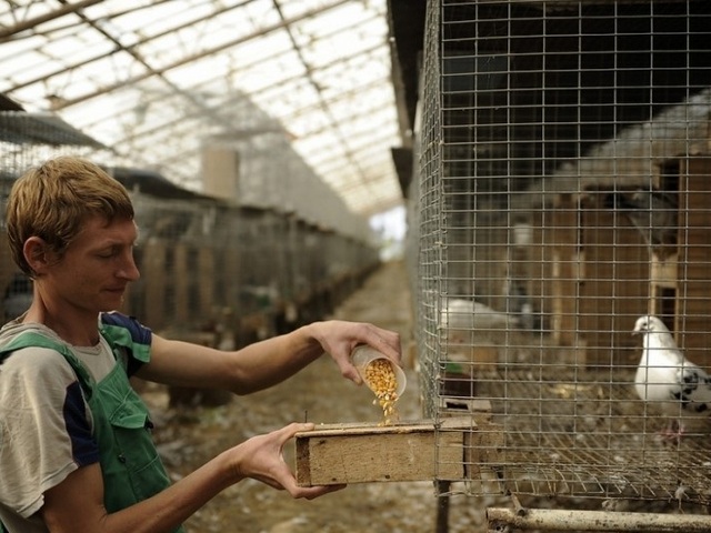 Содержание голубей и уход за ними | ЗооТом - продажа, вязка и услуги для животных в Малоархангельске