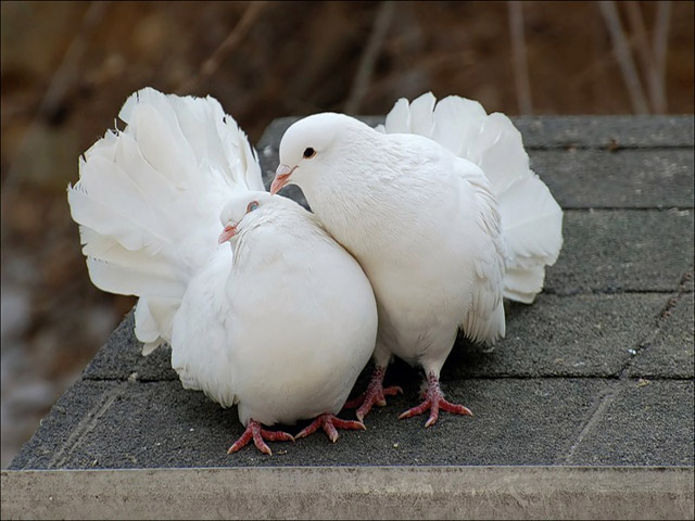 Содержание голубей и уход за ними в Малоархангельске
