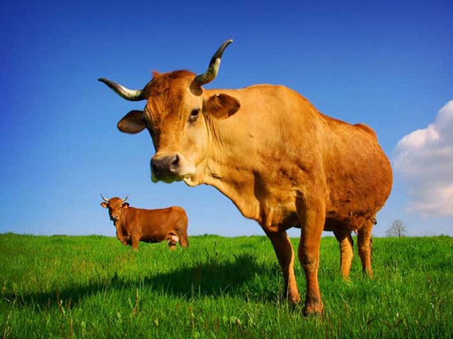 Все о коровах в Малоархангельске | ЗооТом портал о животных
