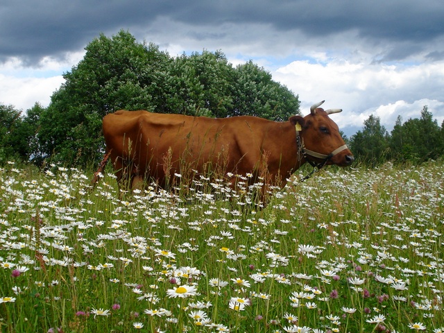 Все о коровах в Малоархангельске | ЗооТом портал о животных