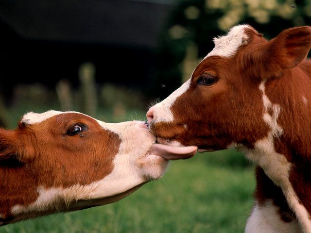 Статьи о коровах в Малоархангельске | ЗооТом портал о животных