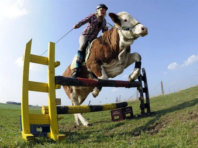 Статьи о коровах в Малоархангельске | ЗооТом портал о животных