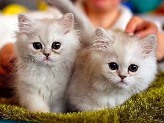 Породы кошек в Малоархангельске | ЗооТом портал о животных