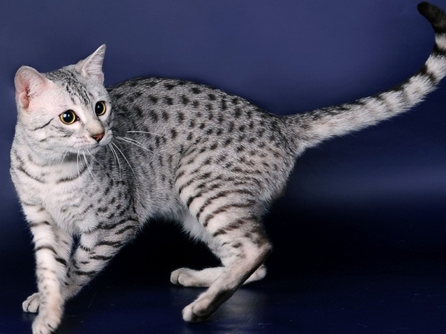 Породы кошек в Малоархангельске | ЗооТом портал о животных