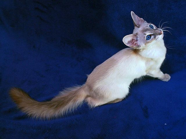 Выведенные породы кошек в Малоархангельске | ЗооТом портал о животных