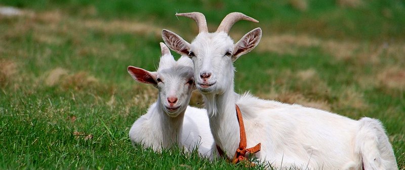 Все о козах в Малоархангельске | ЗооТом портал о животных