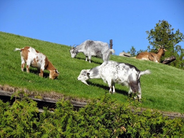 Все о козах в Малоархангельске | ЗооТом портал о животных