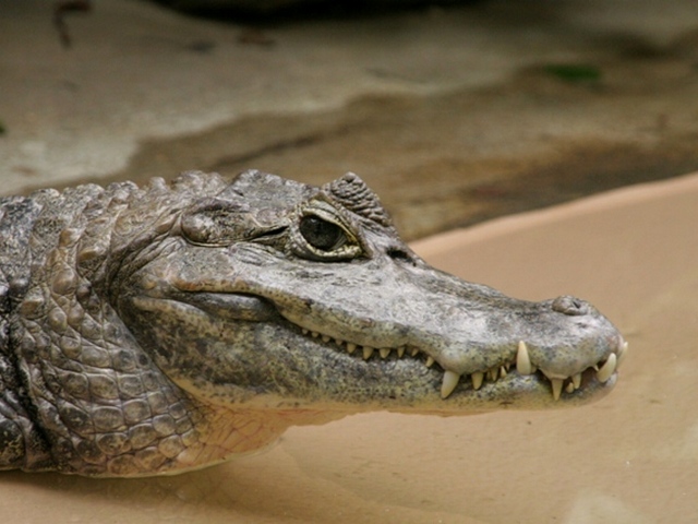 Все о крокодилах в Малоархангельске | ЗооТом портал о животных
