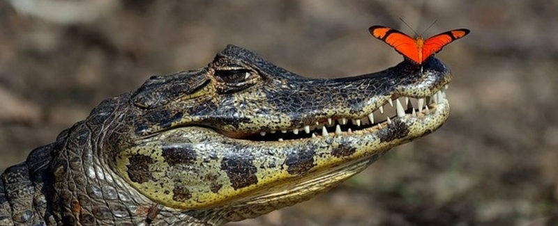 Все о крокодилах в Малоархангельске | ЗооТом портал о животных