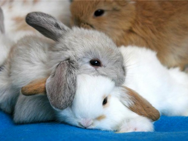 Статьи о кроликах в Малоархангельске | ЗооТом портал о животных