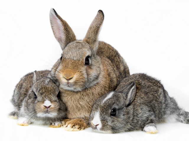 Все о кроликах в Малоархангельске | ЗооТом портал о животных