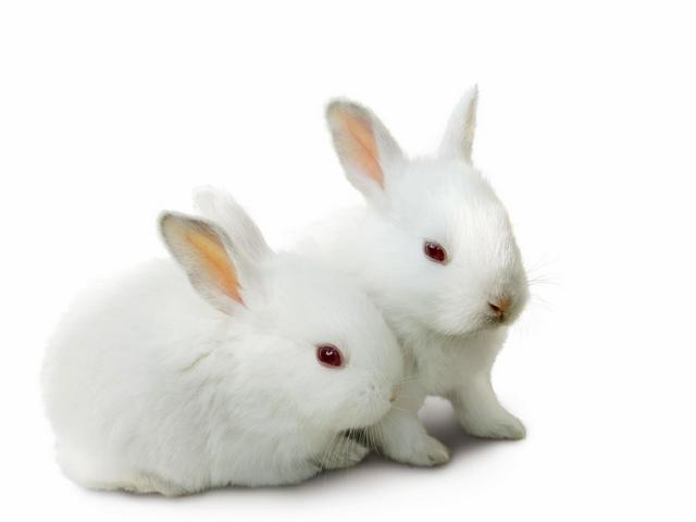 Все о кроликах в Малоархангельске | ЗооТом портал о животных