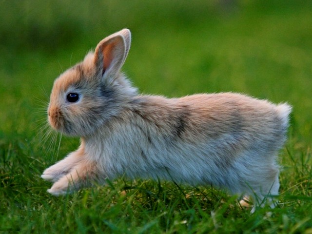 Статьи о кроликах в Малоархангельске | ЗооТом портал о животных