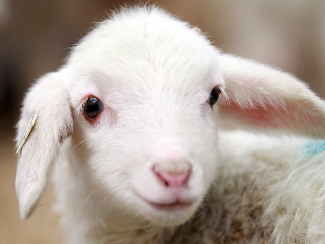 Овцы и бараны в Малоархангельске | ЗооТом портал о животных