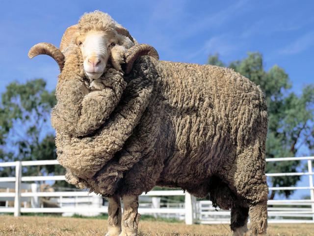 Породы овец в Малоархангельске | ЗооТом портал о животных