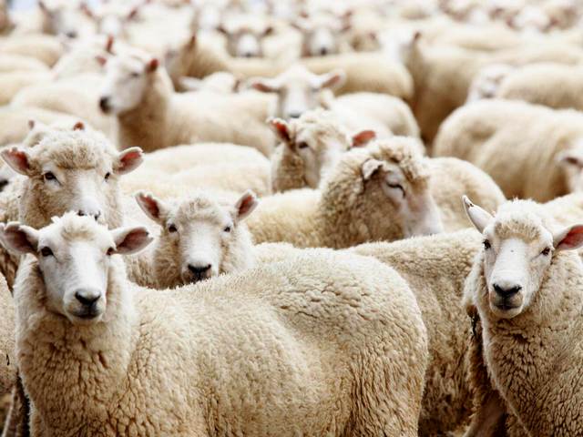 Породы овец в Малоархангельске | ЗооТом портал о животных