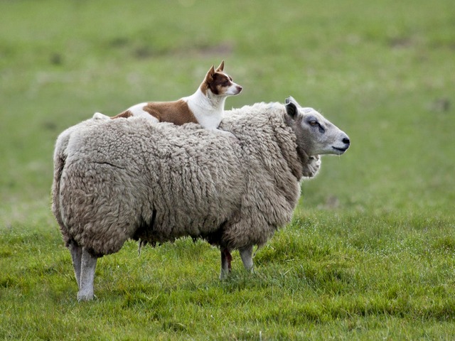 Все об овцах в Малоархангельске | ЗооТом портал о животных