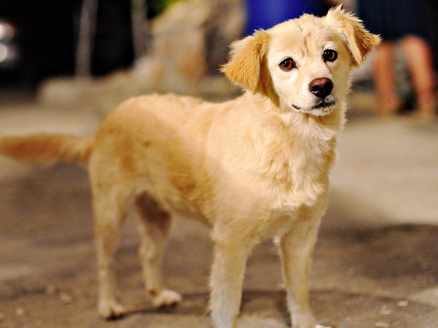 Породы собак в Малоархангельске | ЗооТом портал о животных