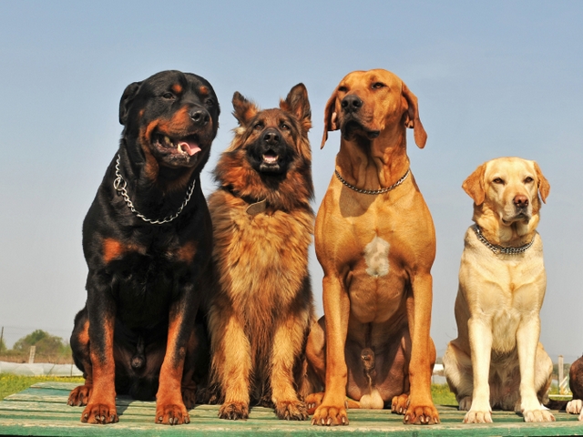 Крупные породы собак в Малоархангельске | ЗооТом портал о животных