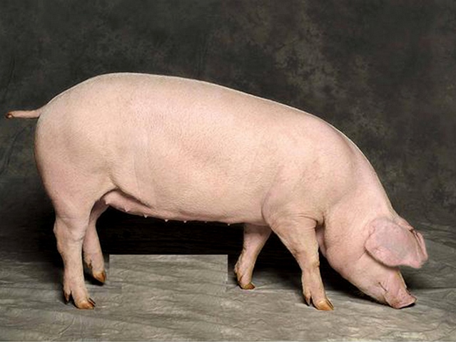 Породы свиней в Малоархангельске | ЗооТом портал о животных