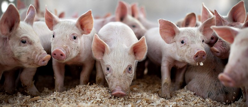 Все о свиньях в Малоархангельске | ЗооТом портал о животных