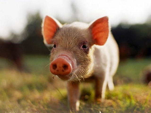 Все о свиньях в Малоархангельске | ЗооТом портал о животных