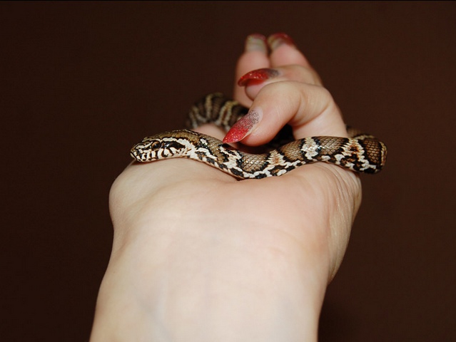Содержание змей и уход за ними в Малоархангельске | ЗооТом портал о животных