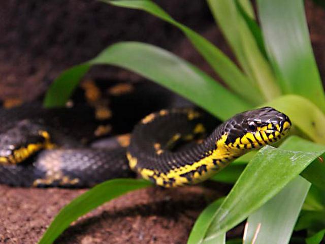 Содержание змей и уход за ними в Малоархангельске | ЗооТом портал о животных