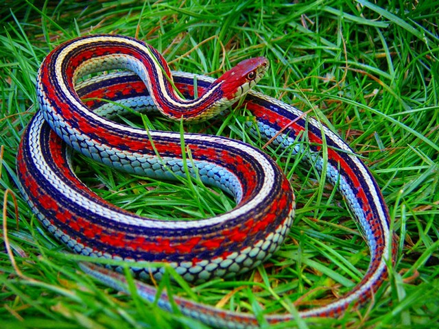 Все о змеях в Малоархангельске | ЗооТом портал о животных