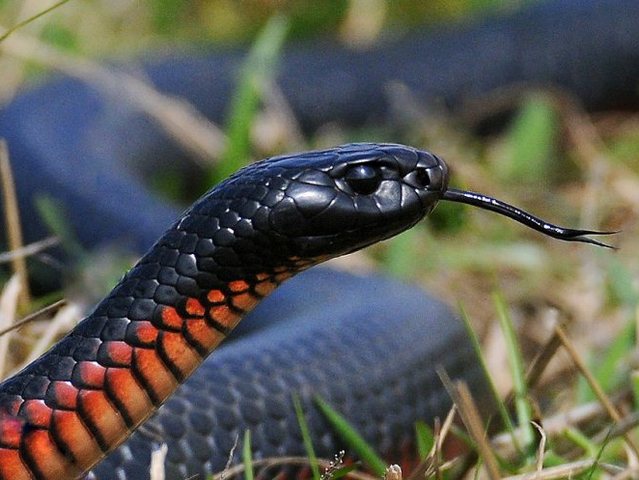 Все о змеях в Малоархангельске | ЗооТом портал о животных
